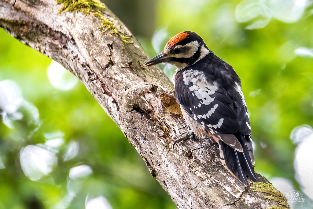 Större Hackspett_Great Spotted Woodpecker1.jpg