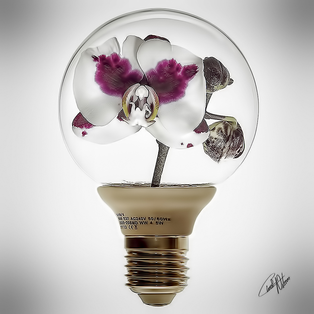 Orkidé i glödlampa.jpg
